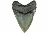 Fossil Megalodon Tooth - South Carolina #208564-1
